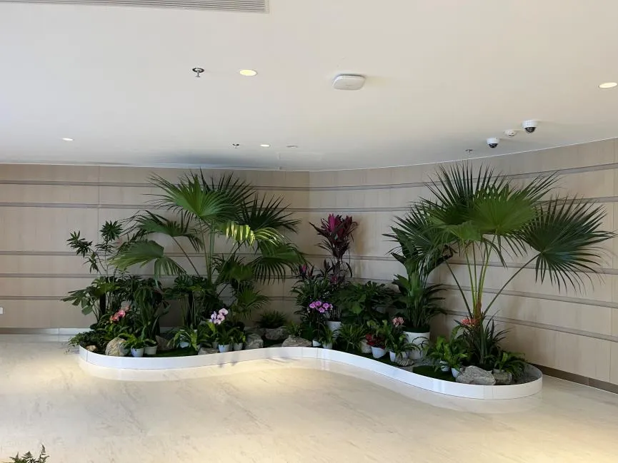 杭州湾花卉租赁专业 杭州湾花卉租赁专业