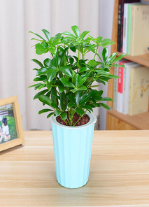 宁波前湾花木租摆设计，让你的空间焕发生机