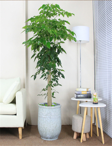 宁波鄞州花木出租，这家口碑超棒！