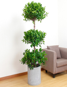 余姚盆景租摆，给你意想不到的景观惊喜