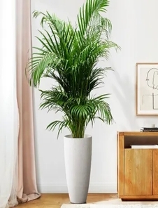 宁波杭州湾绿化养护全知道，赶紧点击了解！