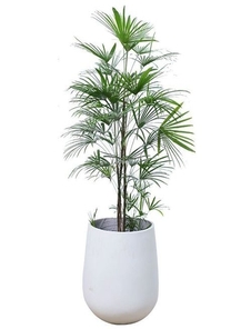 宁波杭州湾盆景出租，开启绿色租赁之旅